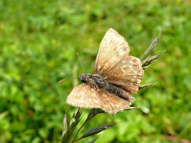 Motyľ