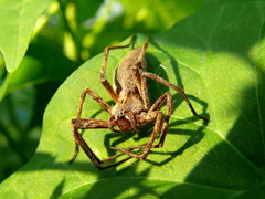 Pavuk