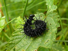 Husenica