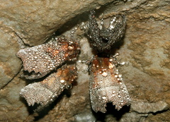 Zimujuci hmiz v jaskini