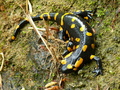 Salamandra