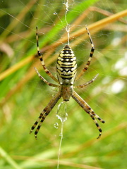 Pavuk
