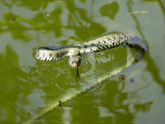 Užovka