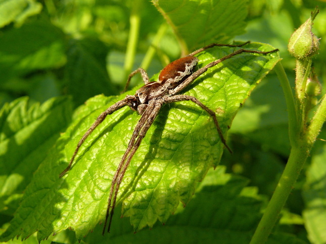 pavuk