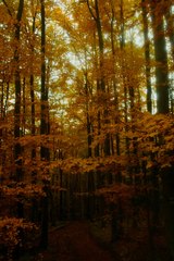 cestička s roháčky