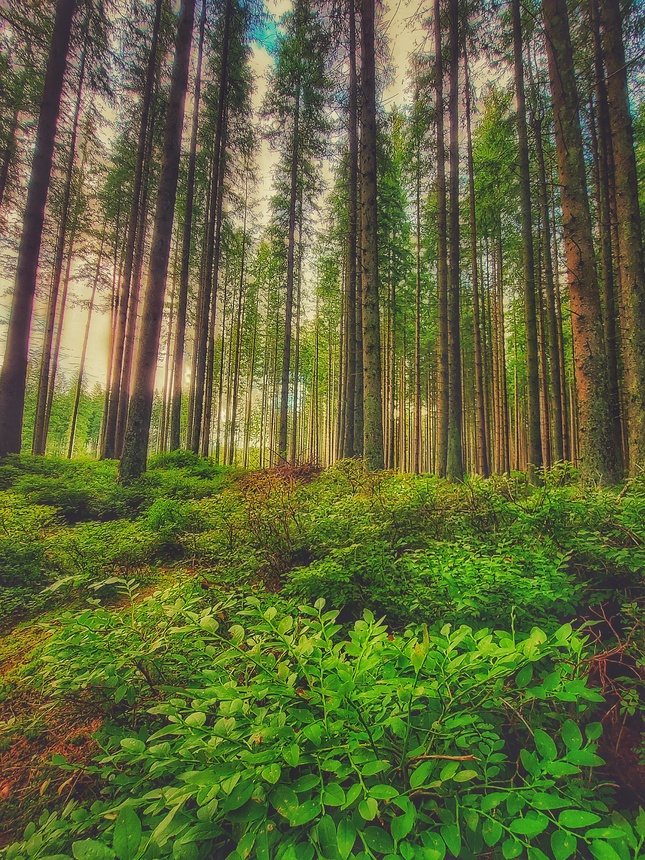 Zasnený les