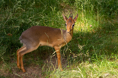 Dikdik