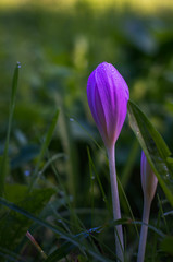 Jesienka