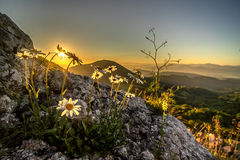 Margaretky na vršatci
