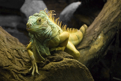 Leguán zelený (Iguana iguana)