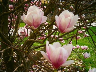 magnolie