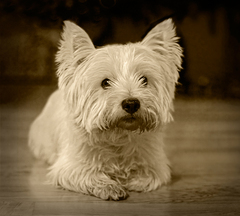 Cezar