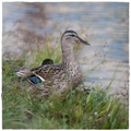 superken