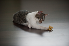 nie je všetko zlato...