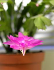 Schlumbergera bridgessii