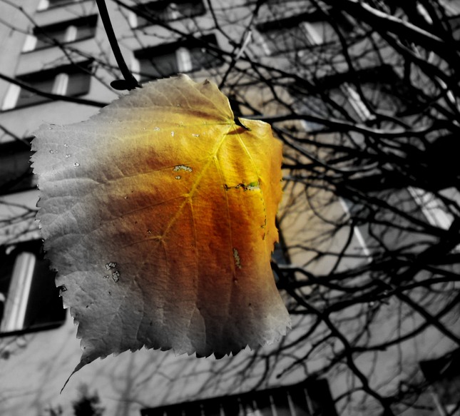 Záchvevy jesenného listu