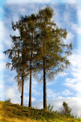 trojica