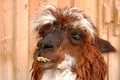 chcelo by to zubara