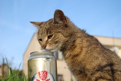 Hmm... to pivo chutí lepšie ako 