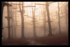 Forgotten Forest
