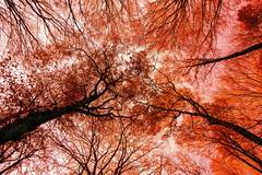 ,,Colorful Horror!