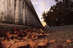 Fallen leaves