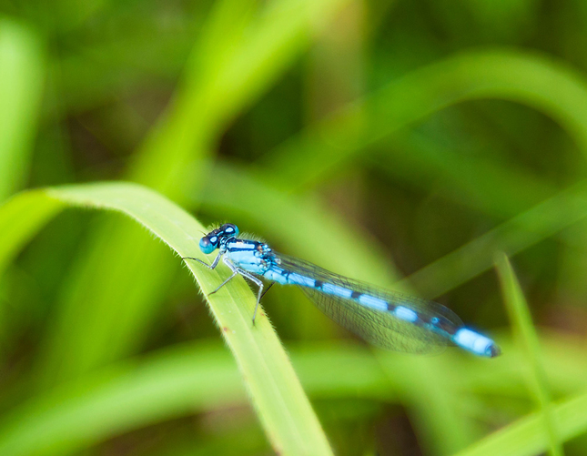 Coenagrion Mercuriale