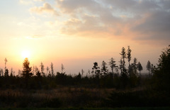 aa