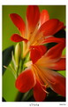 clivia