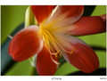 clivia 2