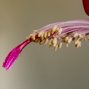 Vianočný kaktus - kvet