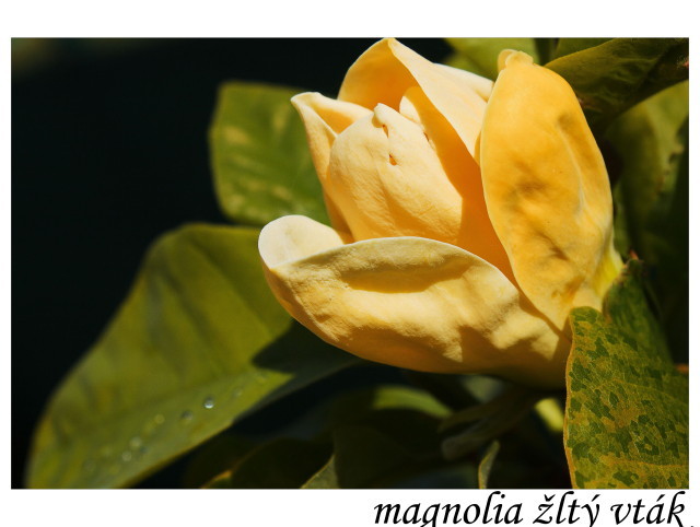 magnolia žltý vták