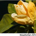 magnolia žltý vták