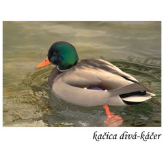 Káčer
