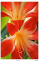 clivia 1