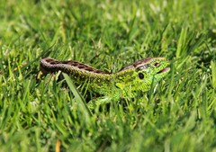 zelena