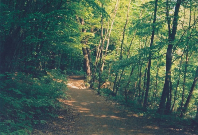 Lesna cesta