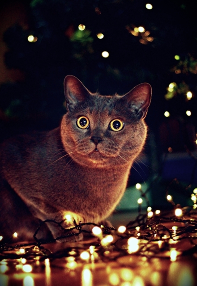Šťastné a zvieracie Vianoce :)