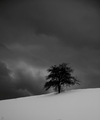 Osamelý strom.....