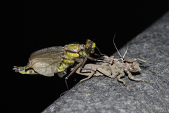 Premena