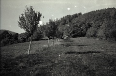 čiernobiela jeseň