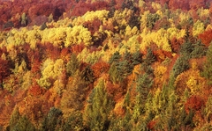 spomienka na október