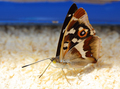 Motyl