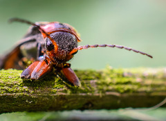 bug