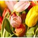 obrazstok tulipanov
