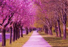 Sakury na Soblahovskej