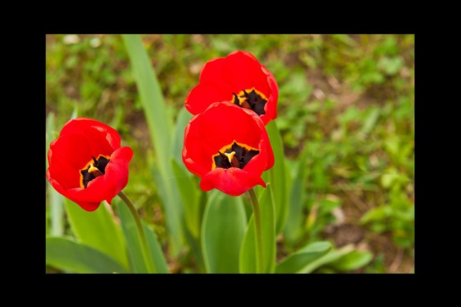 tulipaniky :)
