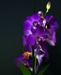 orchidea modra