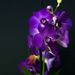 orchidea modra