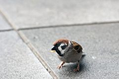 Japonsky vrabec :)